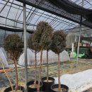 레드스타 이미지