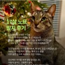 백산동물병원 | 고양이 구내염 무조건 전발치? 아닙니다. 17살 노묘 발치 성공의 진짜 비결
