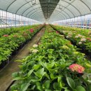 회관농장 이미지