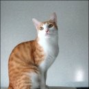 낭만고양이 이미지