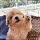 동행 애견 돌봄센터 하남점 | 반려동물 입양 하남강아지파양 동행 애견돌봄센터