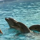 그랑블루 이미지