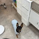 브로우돌 이미지