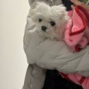 미용하는 강아지 살롱 | 평택 강아지 미용, “샤샤살롱 평택 용죽점” 내돈내산 후기