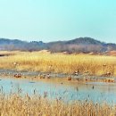 갯골생태공원 이미지