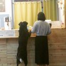 캣독카페 이미지