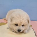군산시-01169 네이버블로그