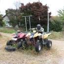 왜목마을관광지 이미지