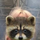 노래당 | 블레어 페스₍⑅ᐢ. ̬.ᐢ₎♡