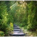 산림기능사 국가기술자격증 이미지