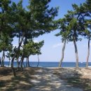 소나무풍경 이미지