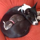 개와고양이 이미지