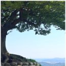산사랑마음정원 | 여름에 부여 안 가본 사람 구함! 역대급 비주얼 부여 궁남지 연꽃축제 & 낙화암 솔직 후기
