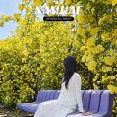 산들 | 남해 목향장미 실시간 개화현황 경남 가볼만한곳 산들예술원 주차장 입장료