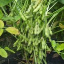 콩 다수확 재배법을 올려봅니다 이미지