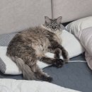 미미캣살롱&고양이호텔 | 송도 고양이 미용 후기｜무마취 미용&amp;스파로 스트레스 줄인 프리미엄 캣 살롱 묘브 방문기