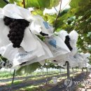 영동농업협동조합 이미지