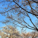 남춘천 벚꽃 이미지