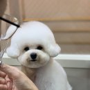 피카소 동물병원 미용 이미지