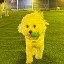 꼬또리몽 이미지