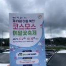 Mulan | [경남 여행] 하동 1일 여행 코스 추천 | 코스모스·메밀꽃 축제부터 화개 장터까지 알찬 하루