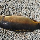 광탄낚시터 이미지