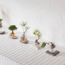 여름식물 인테리어 이미지