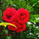 인천공촌초등학교 이미지