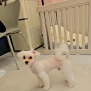 제이 애견 미용 이미지