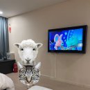 베네키아 중문호텔 | 베스트 웨스턴 제주 - 아이와 머물기 좋은 가성비 호텔