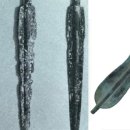 비파나무집 이미지