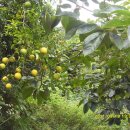 서촌농장 이미지