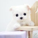 캐터리 플러스 이미지