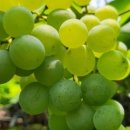 율현농장 이미지