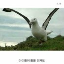 알바트로스 이미지