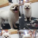 도그맘애견 이미지