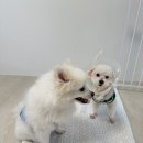 시온펫 | [협찬]강아지가 먼저 찾아가는 여름 필수템! 비숑 루이와 포메 코코가 반한 시온 강아지 쿨매트 솔직후기