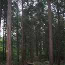 축령산 편백나무 치유의 숲(전남 장성) 이미지