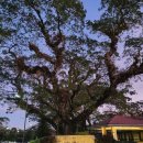 MK 골프클럽 | ⛳ 클락 앙헬레스 미모사골프클럽 후기 | 선셋이 미쳤다… 진짜 다시 가고 싶은 코스