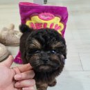 왓츠멍 남양주 강아지분양 이미지