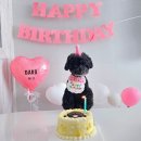 핀 독 | 바쁠때도 잊지않고 후기 자랑하는 디어마이독