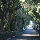 신흥동백나무군락 이미지