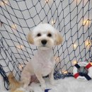 산호애견미용실 이미지