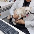 오케이 동물병원 이미지
