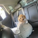 니니 애견 미용실 이미지