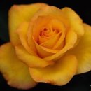 서산초등학교 이미지