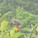 직박구리 조반 중 이미지