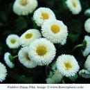 데이지 이미지