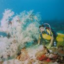 해송과 바다 이미지