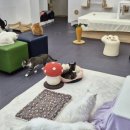 동물보육원 고양이 후원 카페 이미지